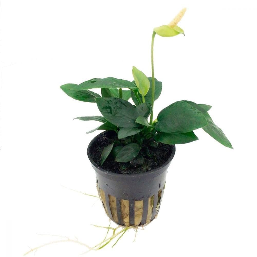 Plants