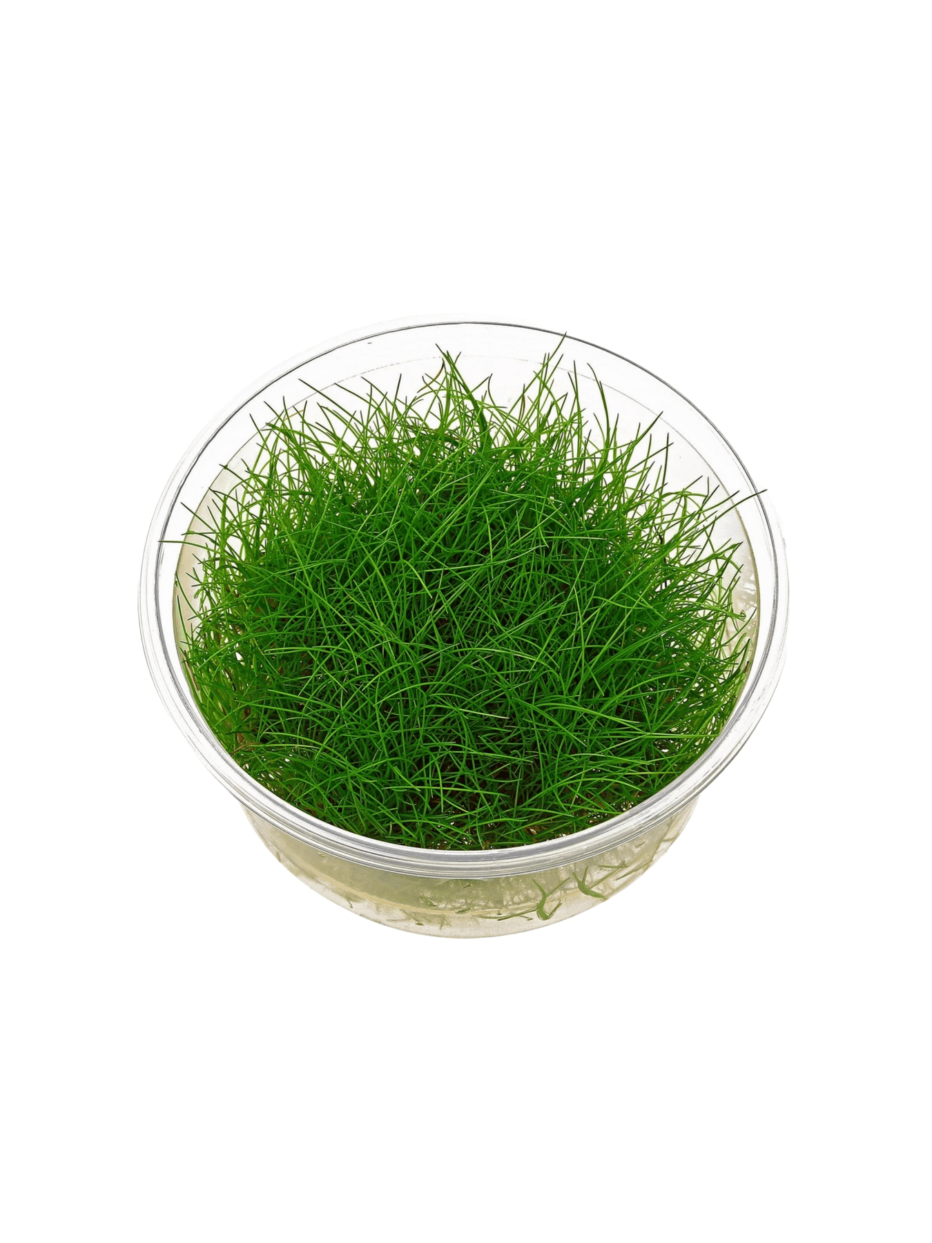 Eleocharis parvulus mini ( In-vitro )