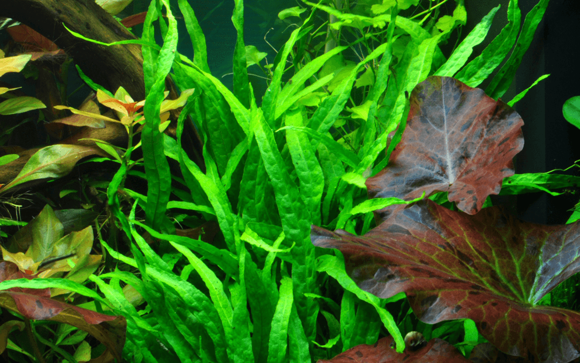 Microsorum pteropus ‘Narrow’ alternate view