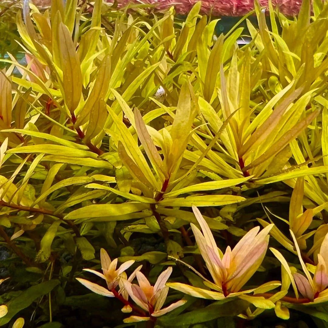 Nesaea pedicellata ‘Golden’ alternate view