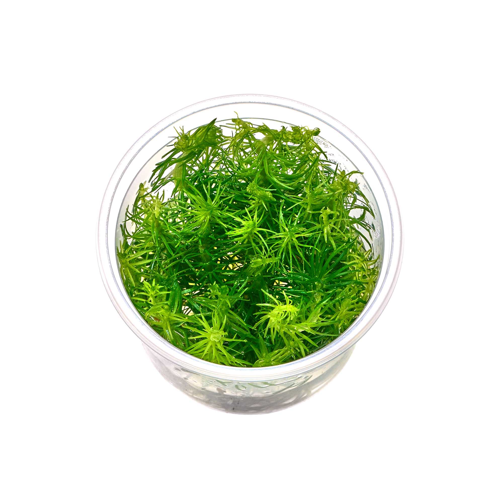 Pogostemon erectus (In-vitro)