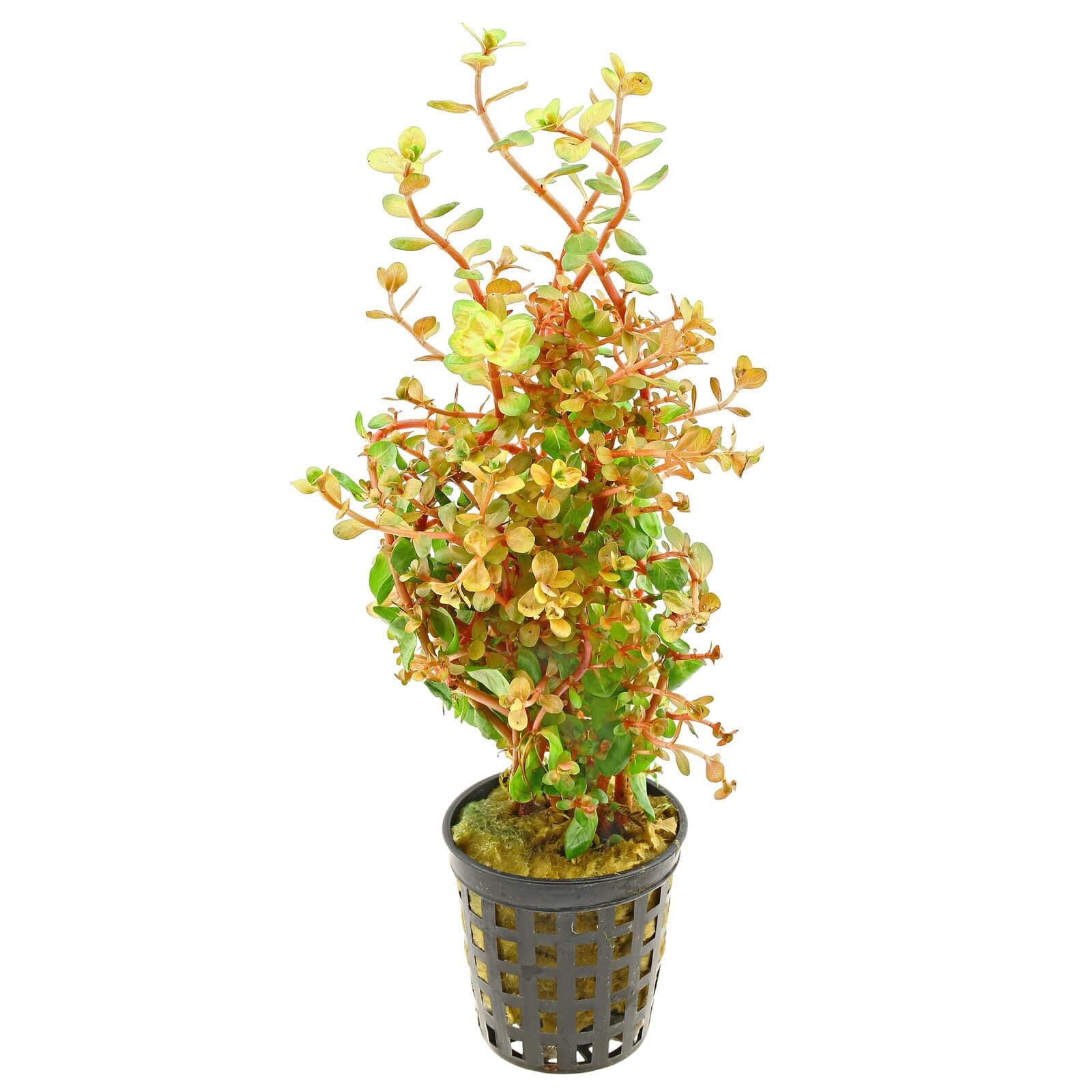 Rotala ‘Orange Juice’