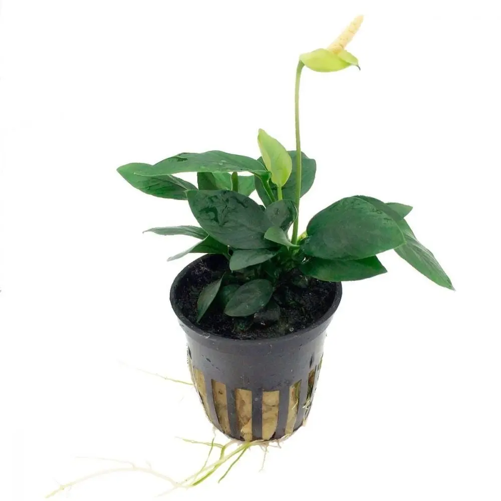 Plants
