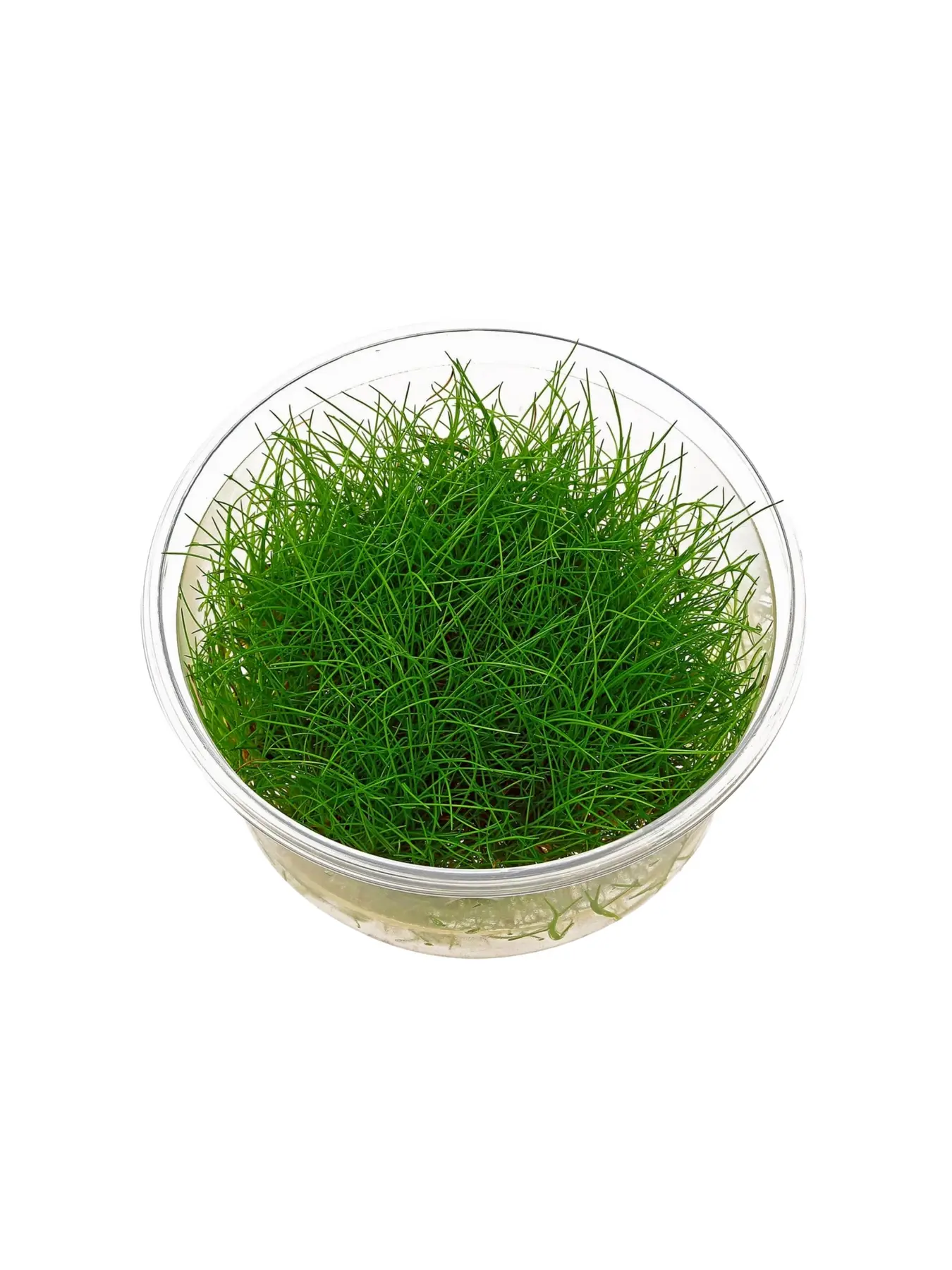 Eleocharis parvulus mini ( In-vitro )
