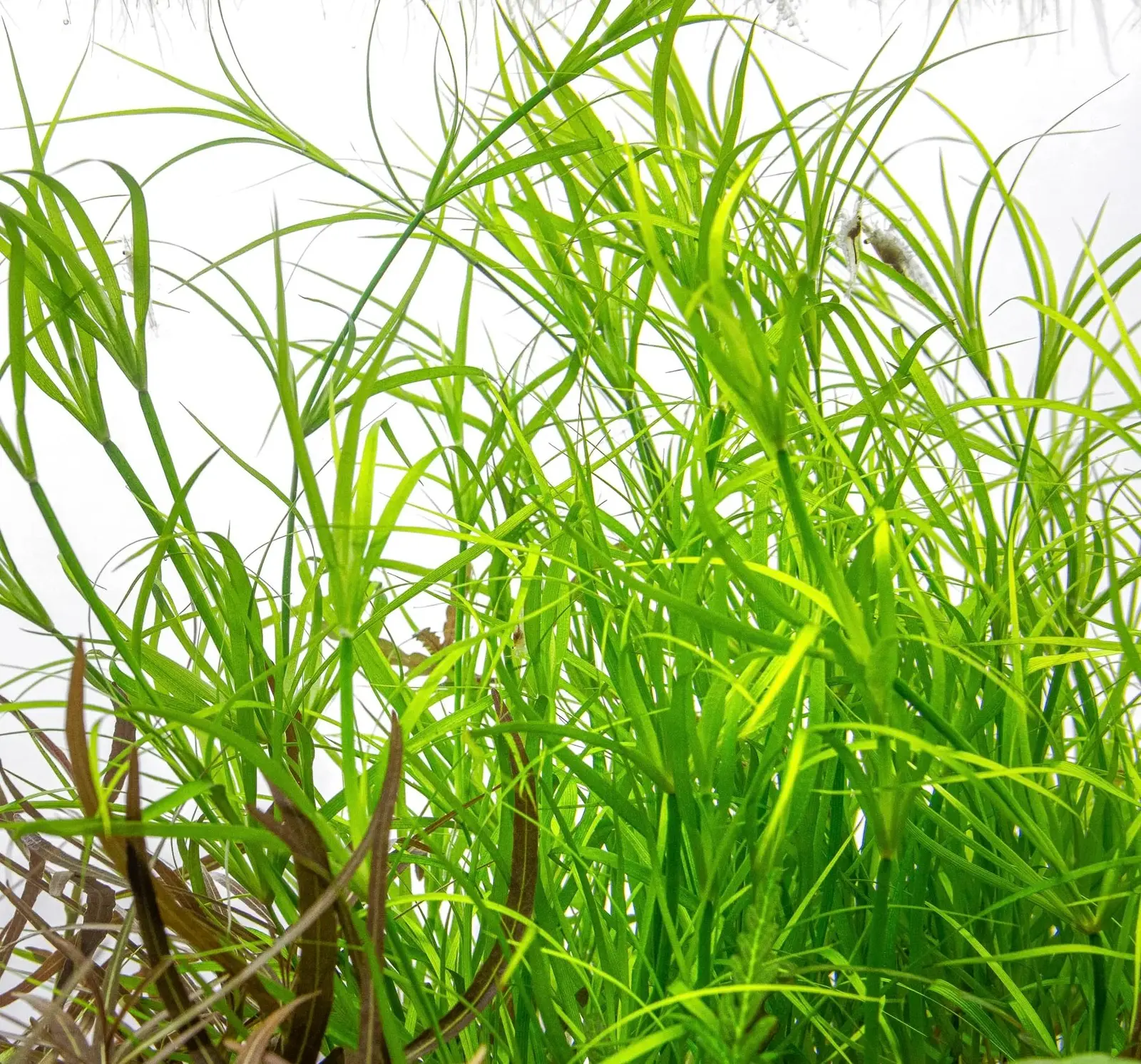 Juncus repens view 2
