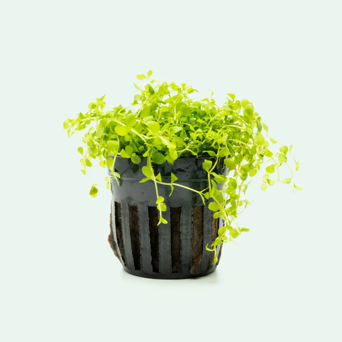 Micranthemum ‘Monte Carlo’
