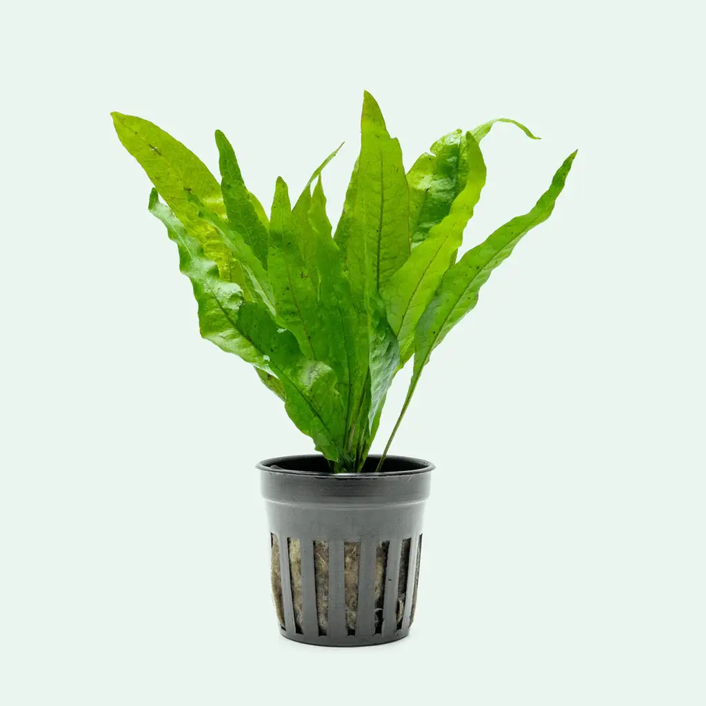 Microsorum pteropus – Classic Java Fern