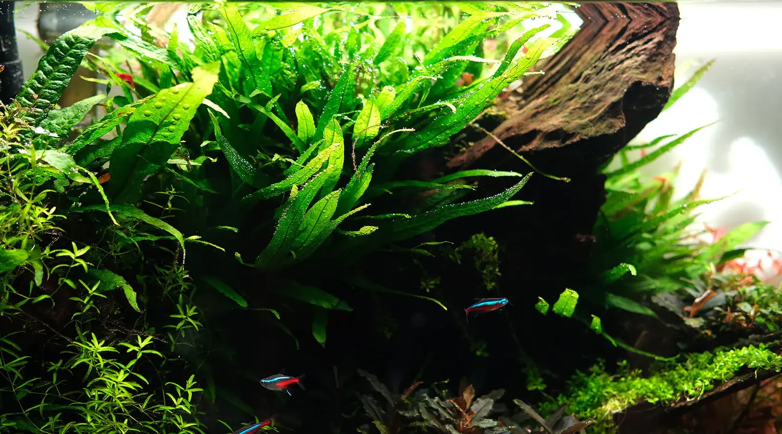 Microsorum pteropus – Classic Java Fern alternate view