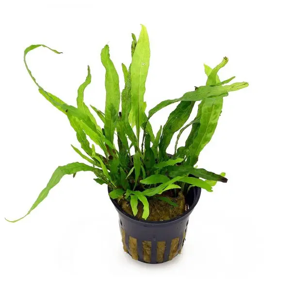 Microsorum pteropus ‘Narrow’
