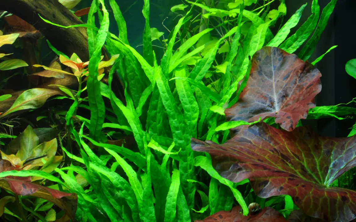 Microsorum pteropus ‘Narrow’ view 3
