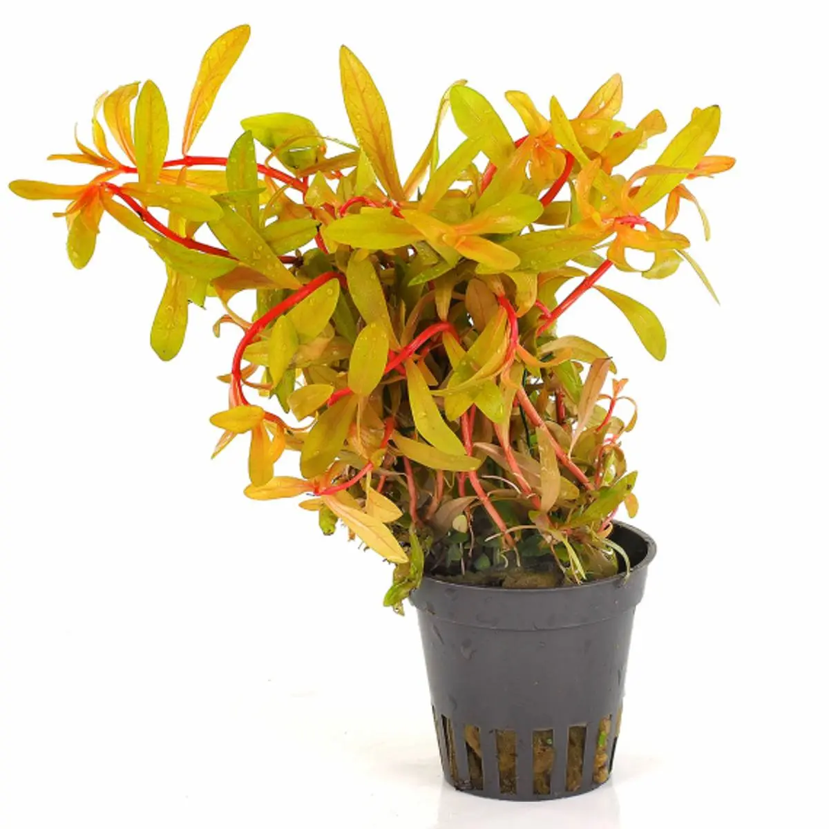 Nesaea pedicellata ‘Golden’