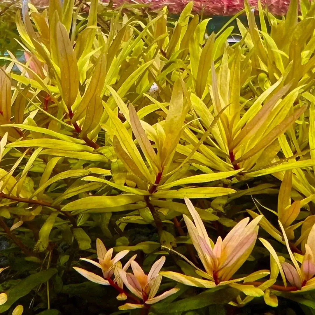 Nesaea pedicellata ‘Golden’ alternate view