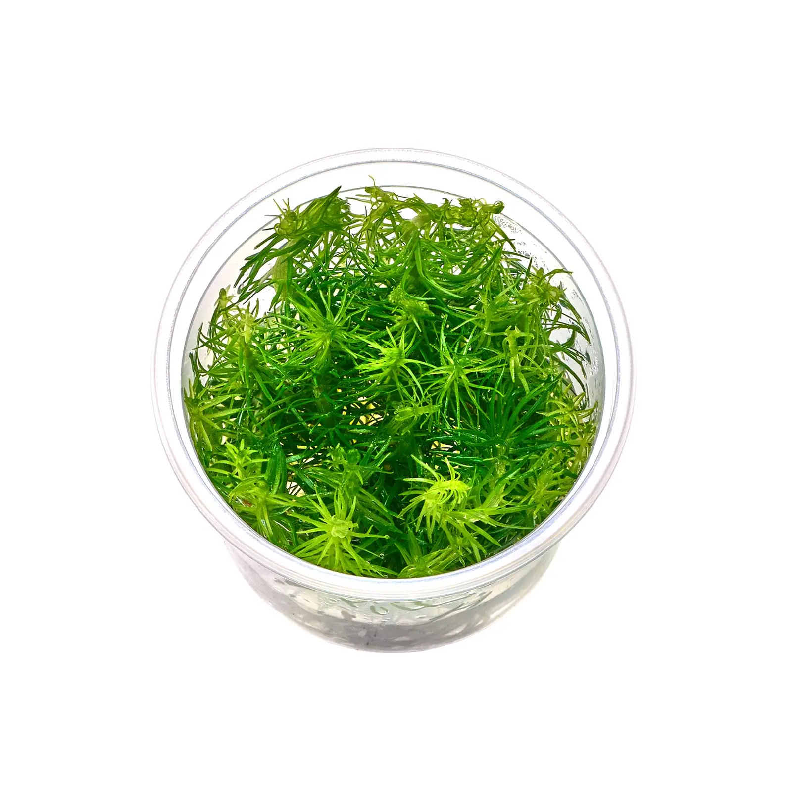 Pogostemon erectus (In-vitro)