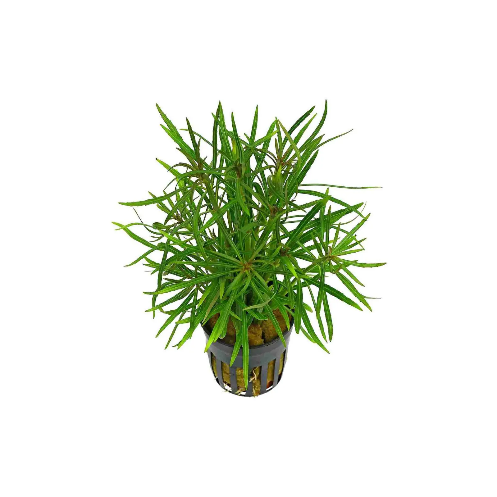 Pogostemon stellatus (Eustralis)