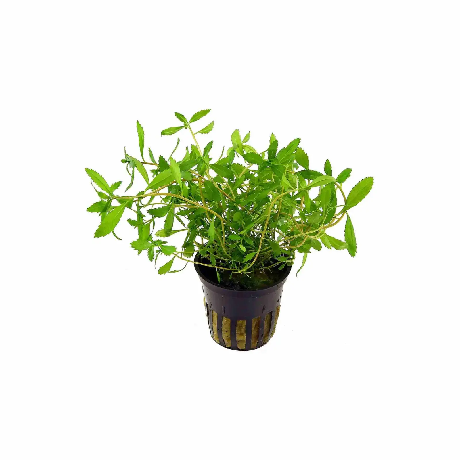 Proserpinaca palustris