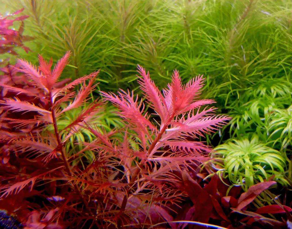 Proserpinaca palustris alternate view