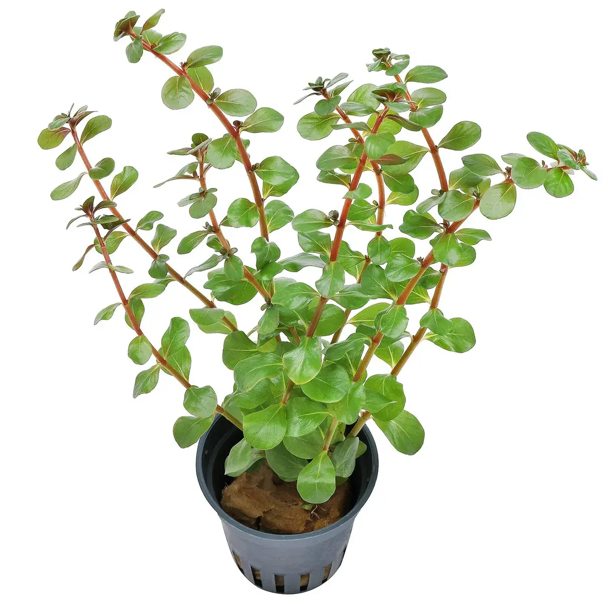 Rotala Blood Red SG