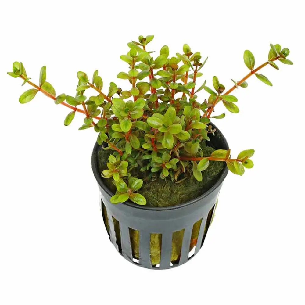 Rotala H’ra