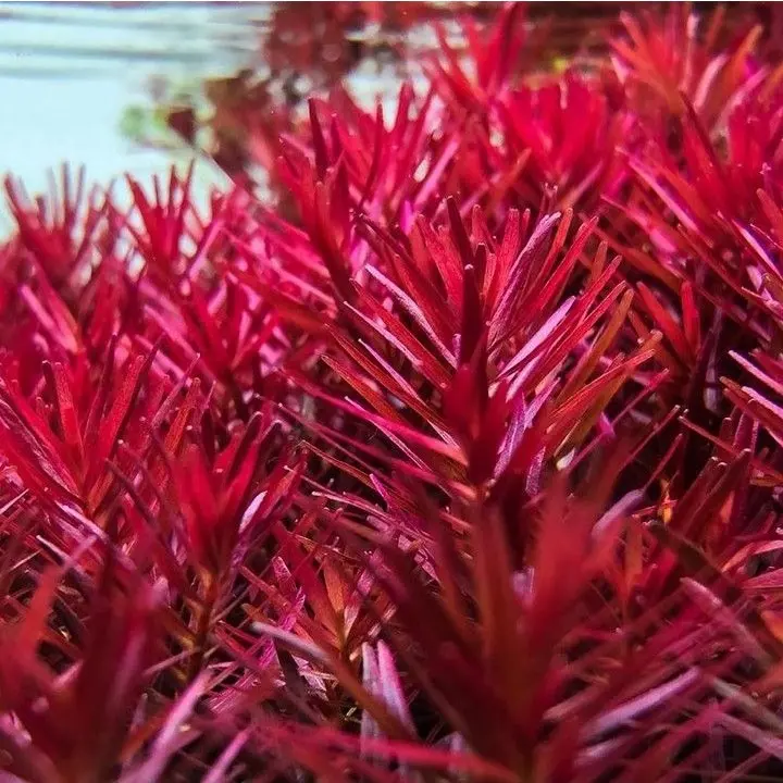 Rotala H’ra alternate view