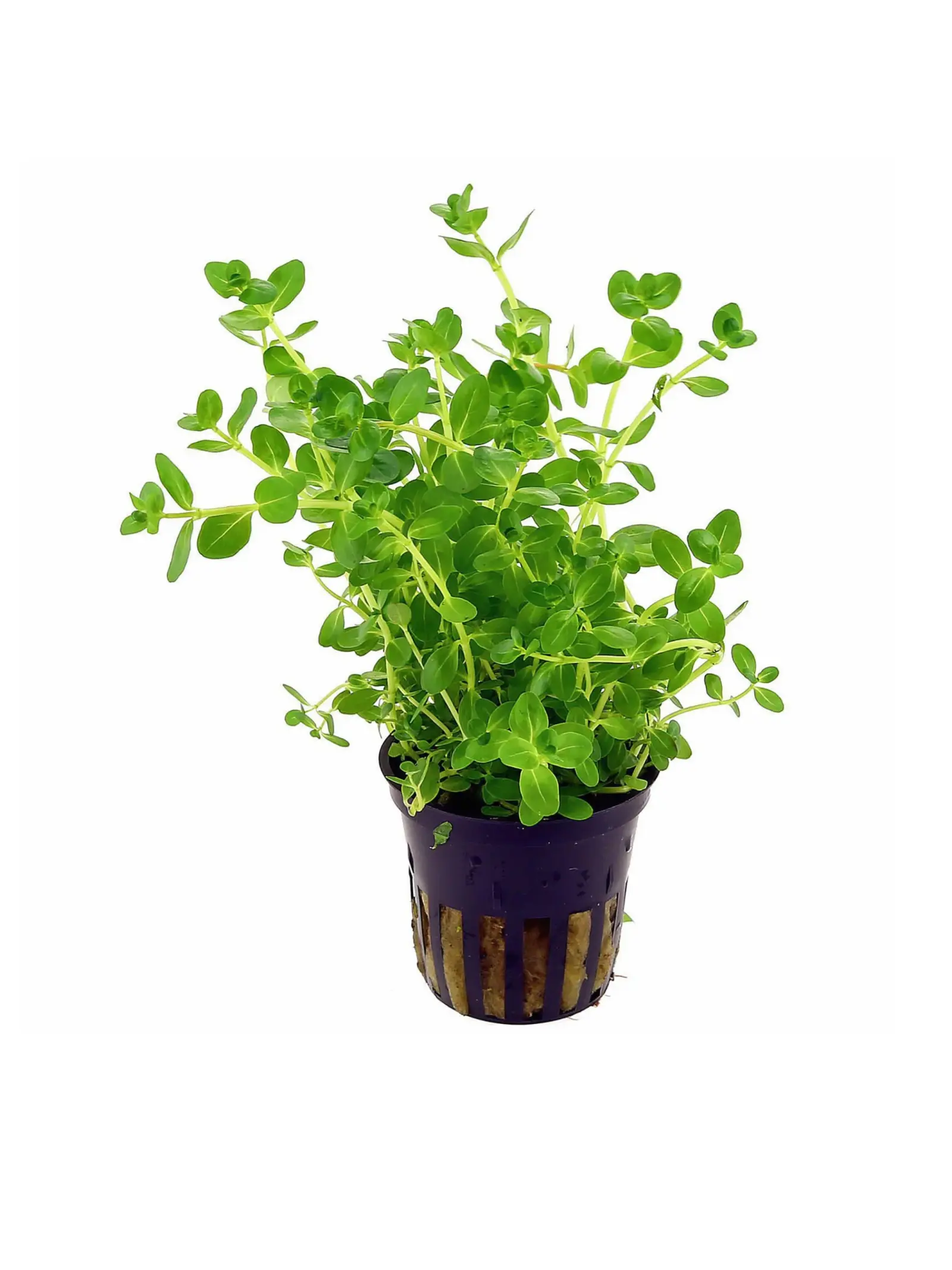 Rotala sp. green