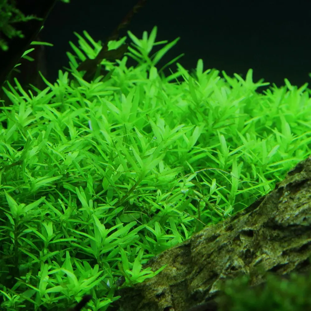 Rotala sp. green alternate view