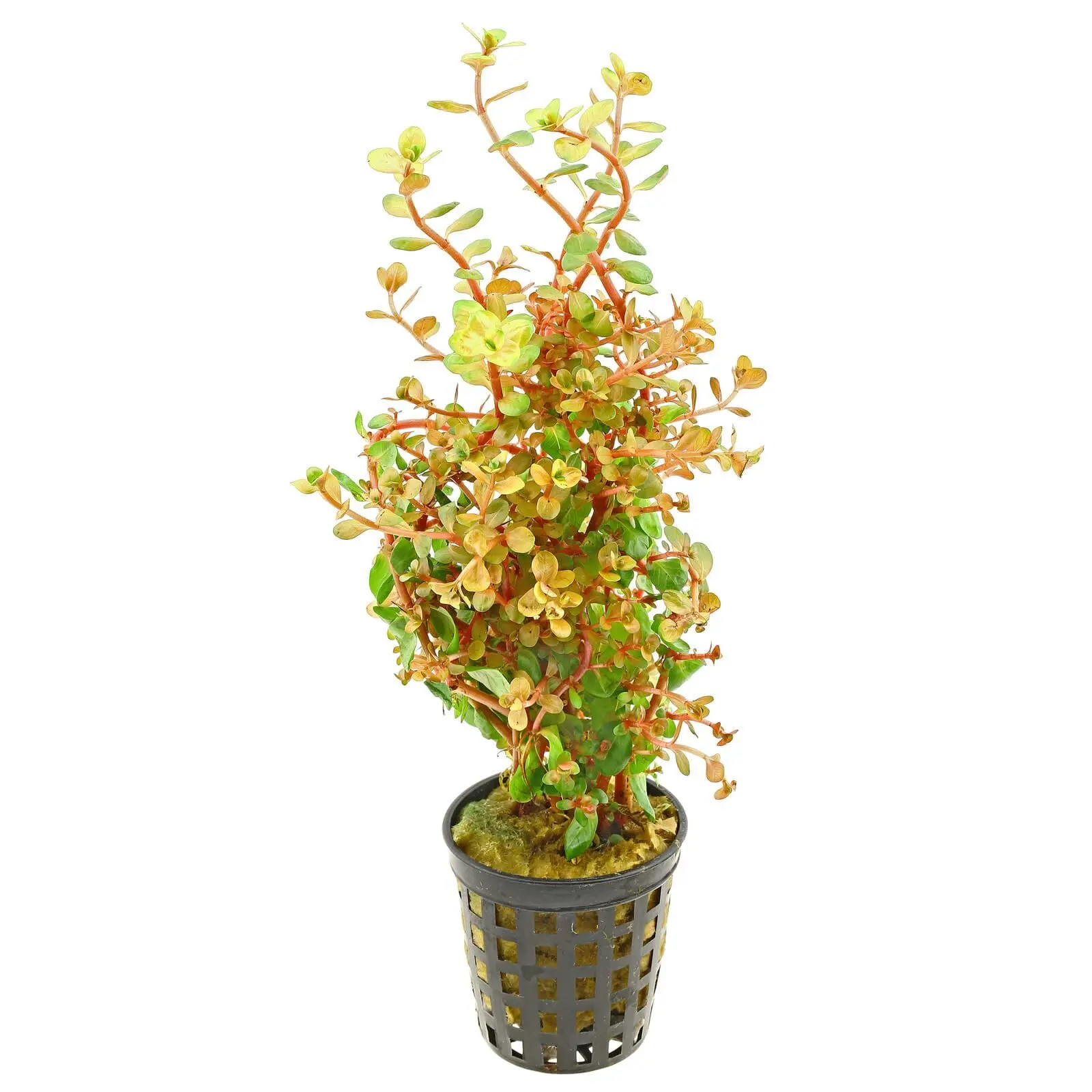 Rotala ‘Orange Juice’
