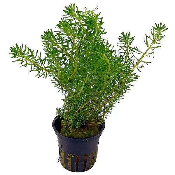 Rotala wallichii
