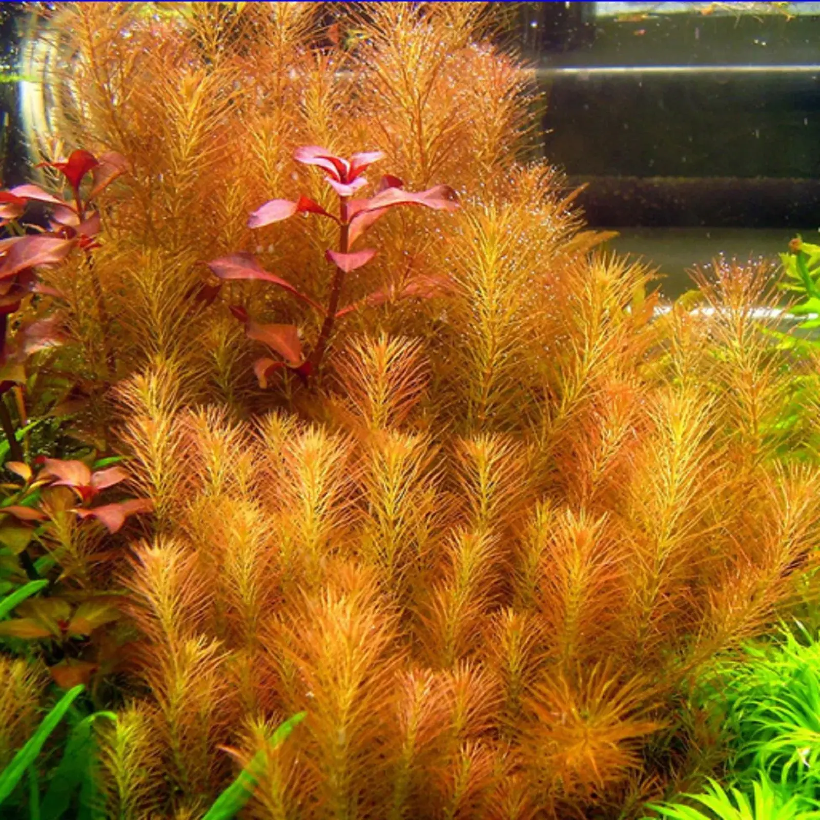 Rotala wallichii view 3