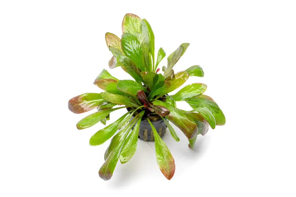 Samolus parviflorus ‘Red’