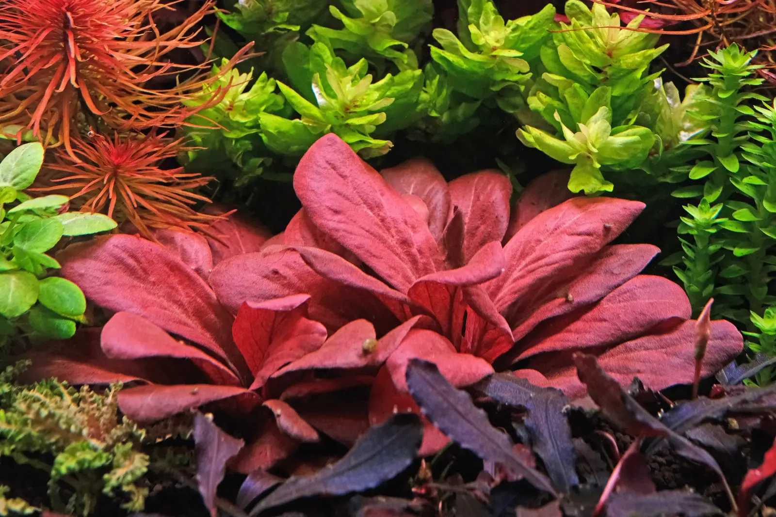Samolus parviflorus ‘Red’ alternate view