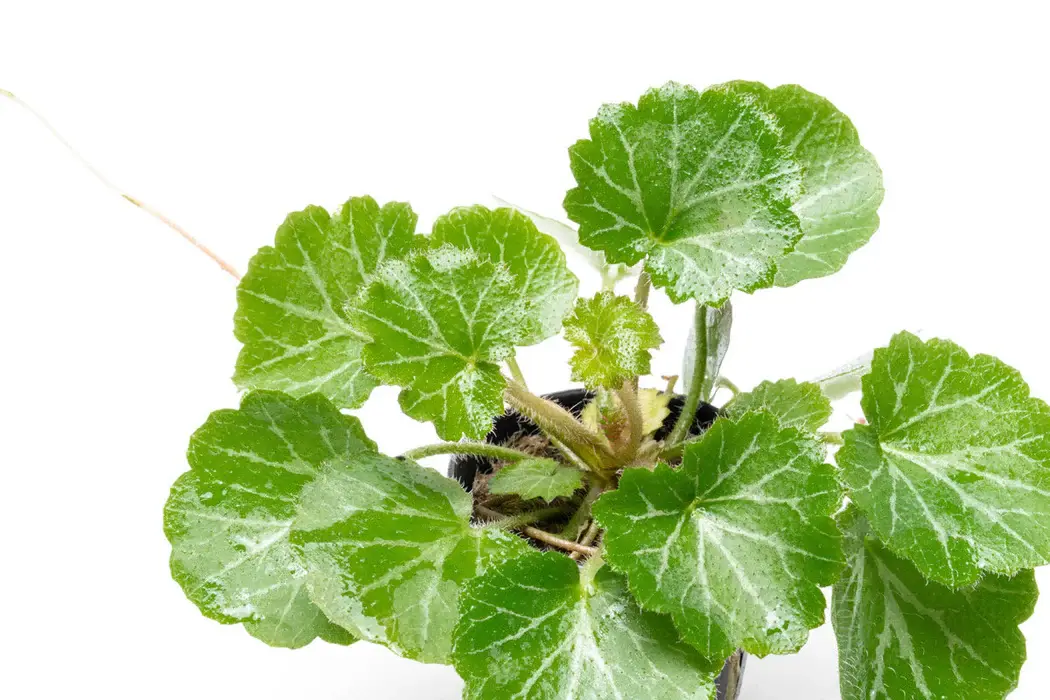 Saxifraga stolonifera (Strawberry Begonia) view 3