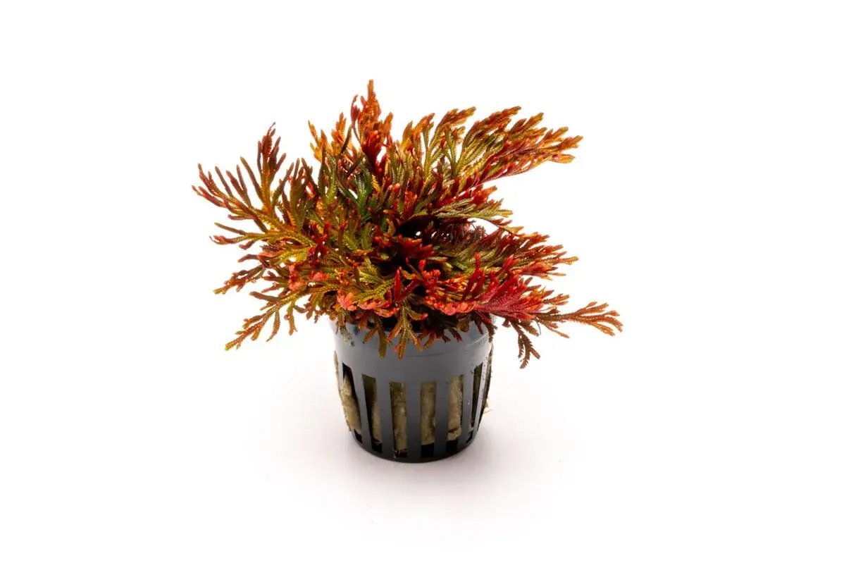 Selaginella erythropus (Ruby Red Club Moss)
