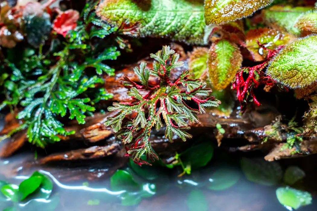 Selaginella erythropus (Ruby Red Club Moss) view 3