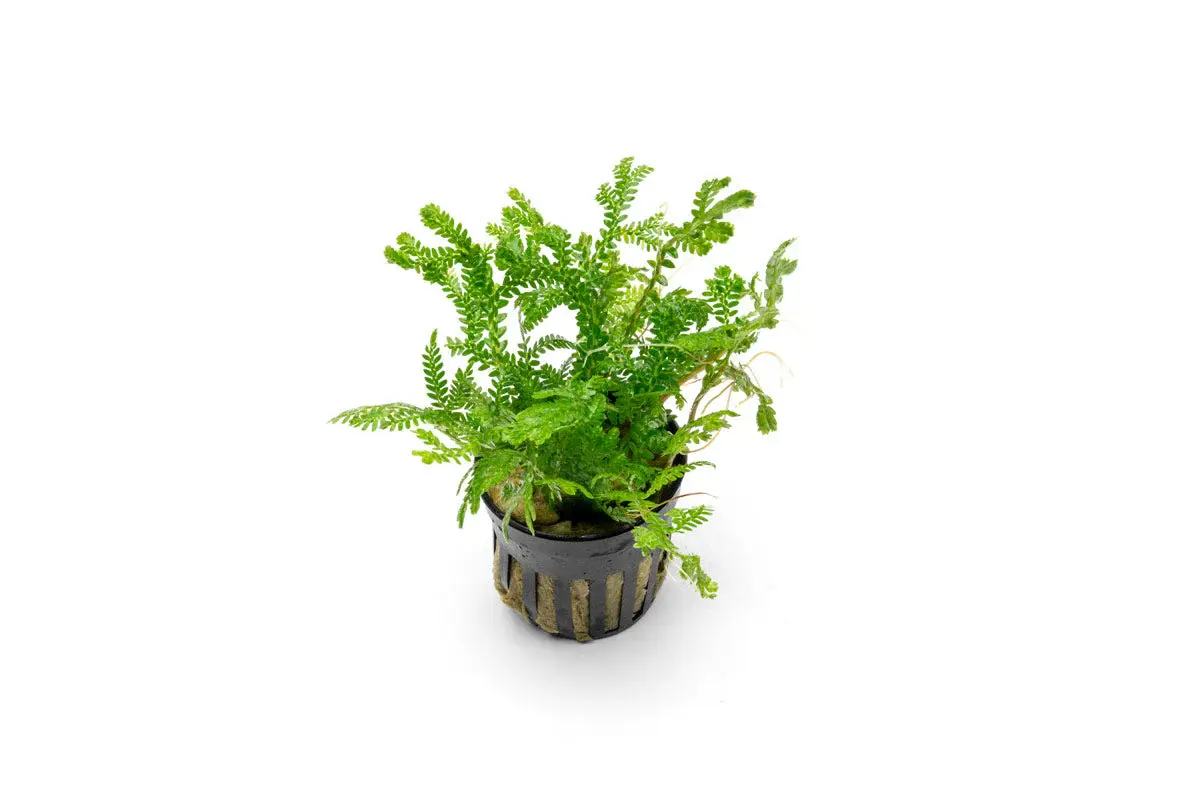 Selaginella kraussiana ‘Aurea’ (Wallichii)