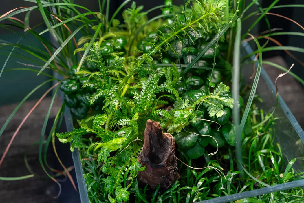 Selaginella kraussiana ‘Aurea’ (Wallichii) alternate view