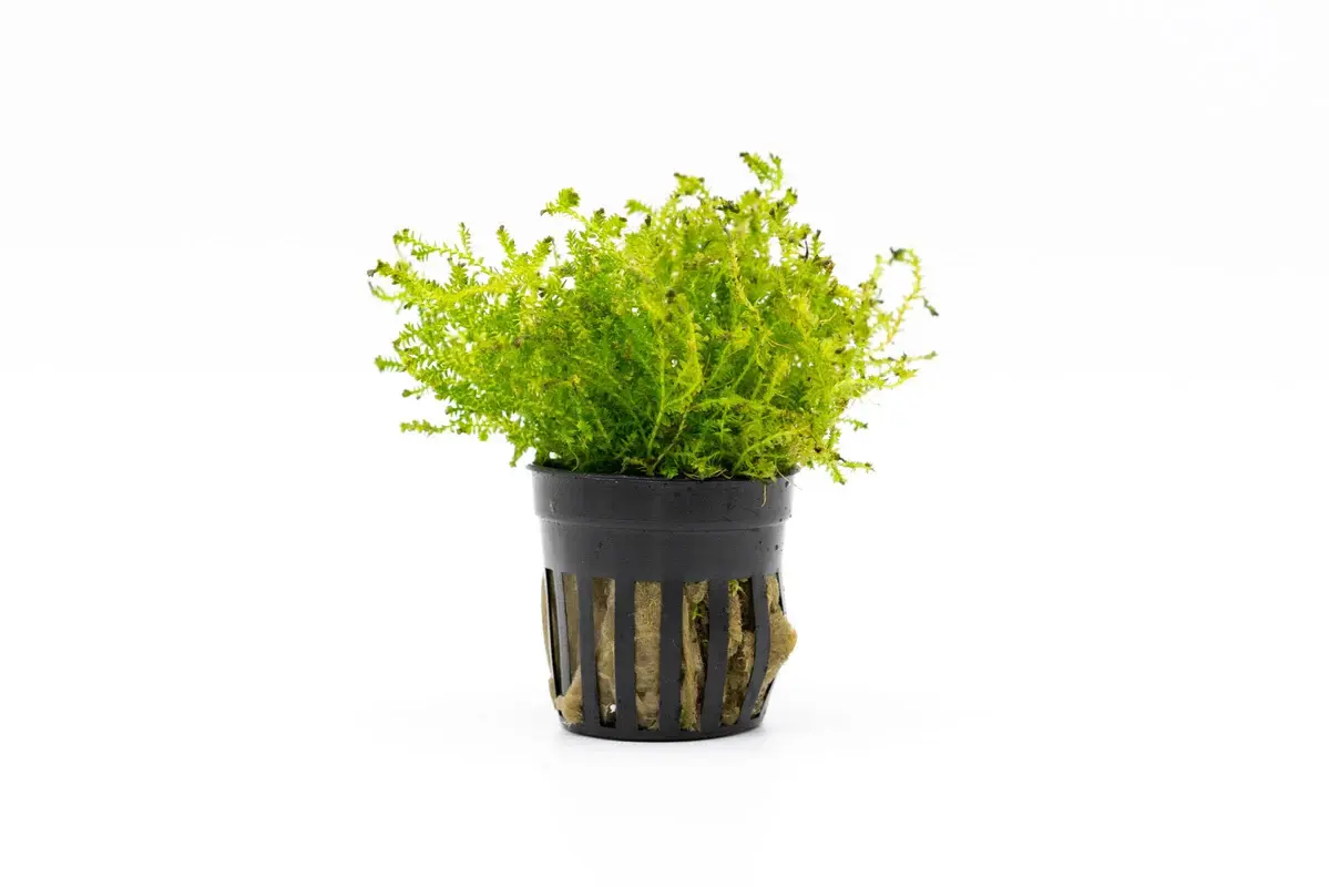 Selaginella kraussiana ‘Mini’