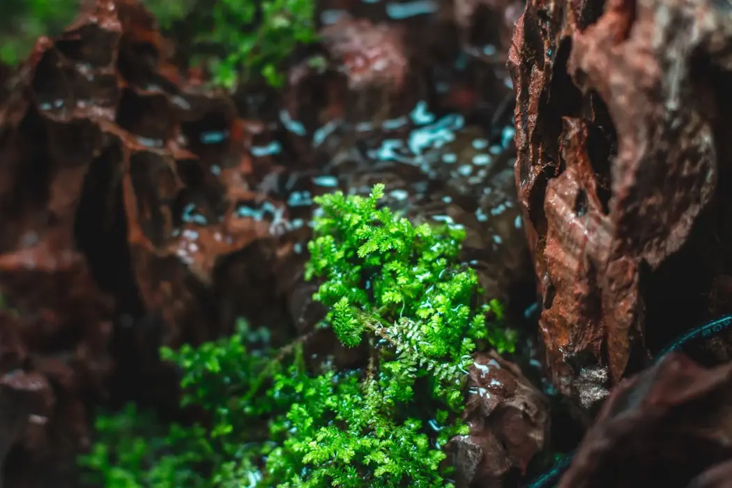 Selaginella kraussiana ‘Mini’ alternate view