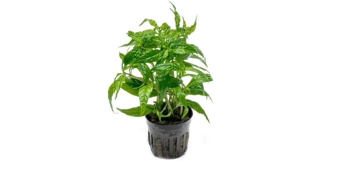 Staurogyne ‘Porto Velho’