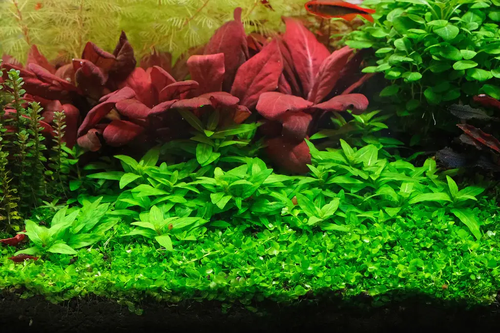 Staurogyne repens alternate view